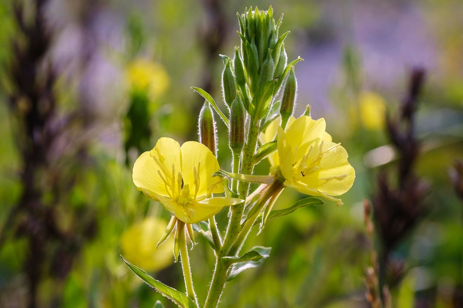 Evening Primrose Oil