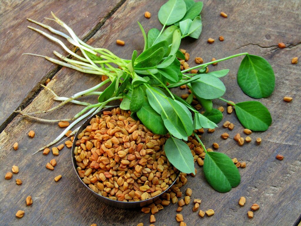 Fenugreek