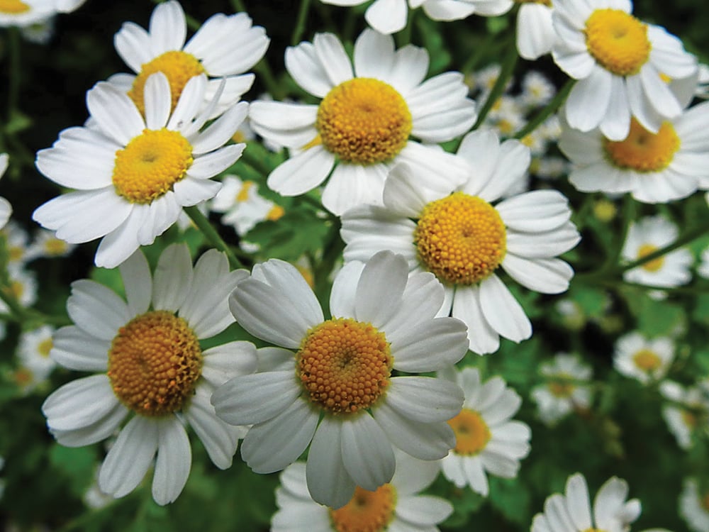 Feverfew