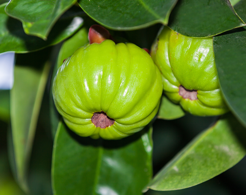 Garcinia-Cambogia