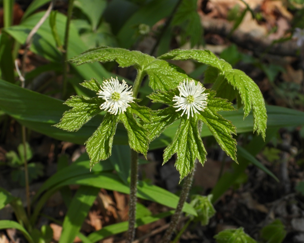 Goldenseal