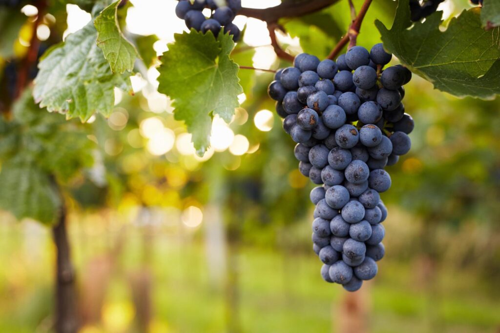 Grape Seed Extract