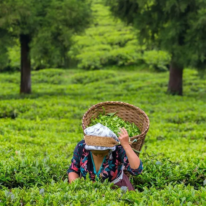 Green-Tea