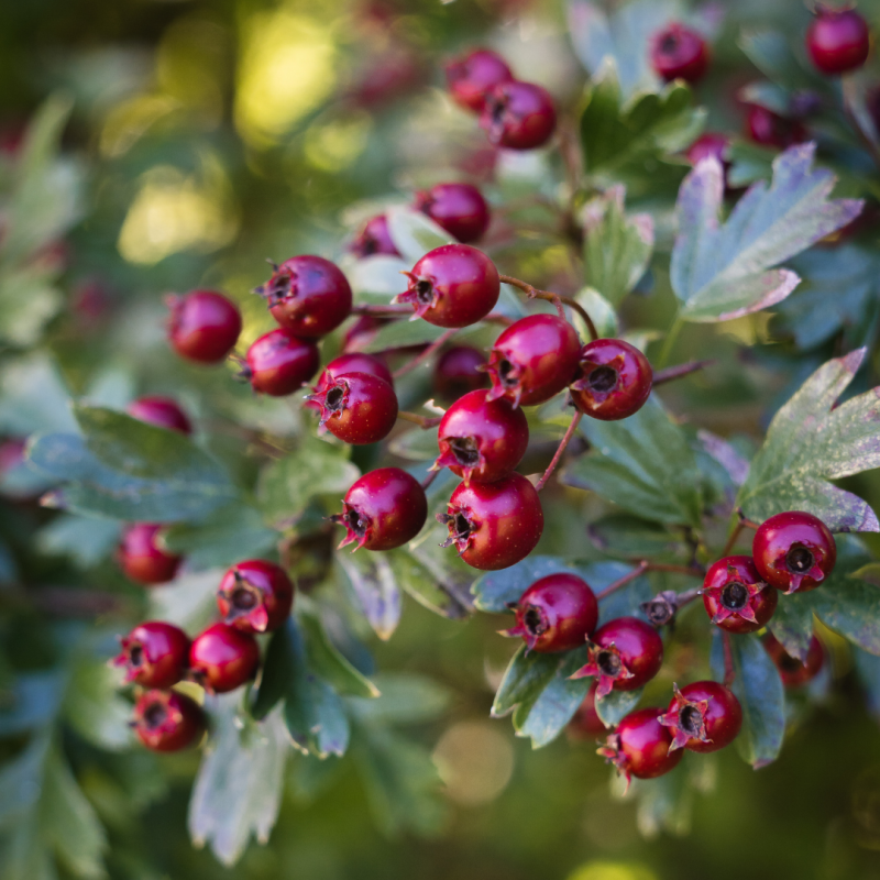 Hawthorn