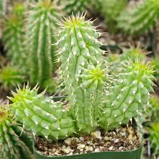 Hoodia
