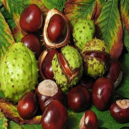 Horse-Chestnut