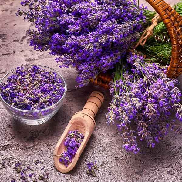 Lavender