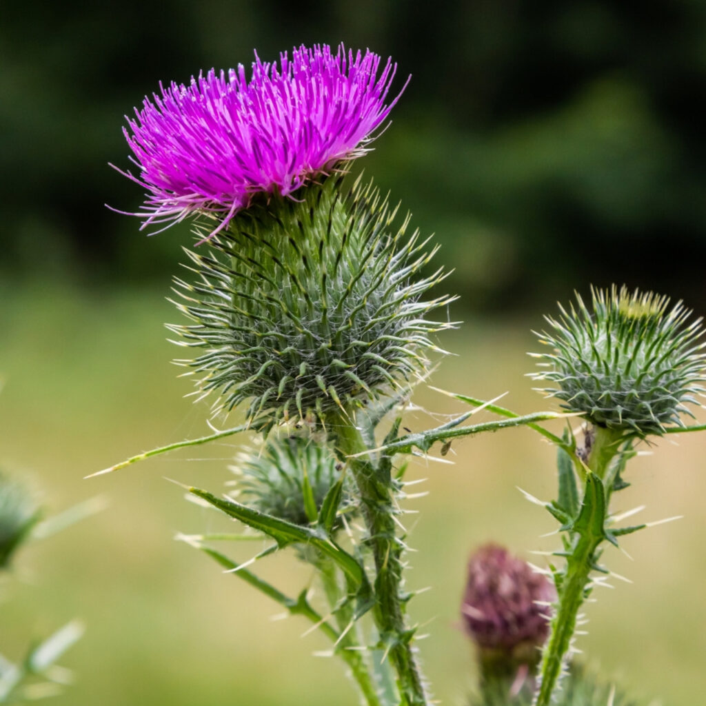 Milk-Thistle