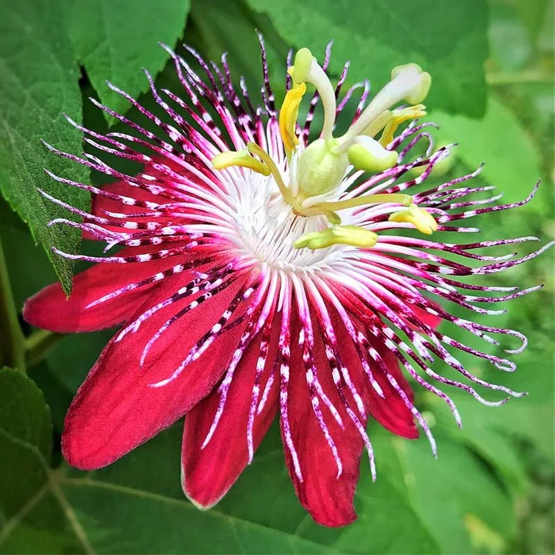 Passionflower