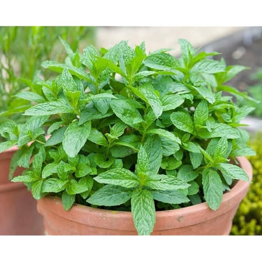 Peppermint