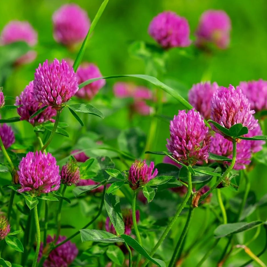 Red-Clover