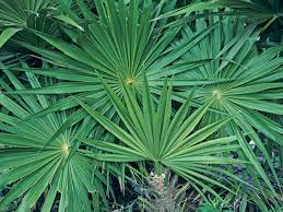 Saw-Palmetto