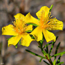 St.-Johns-Wort