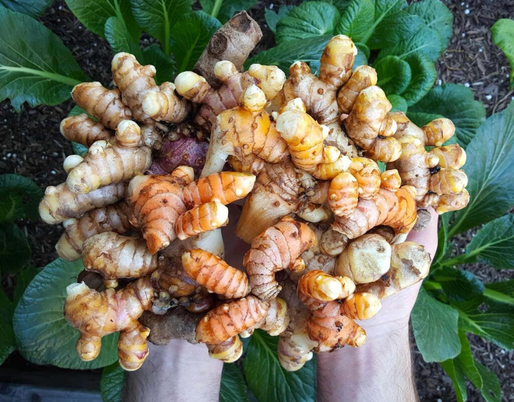 Turmeric