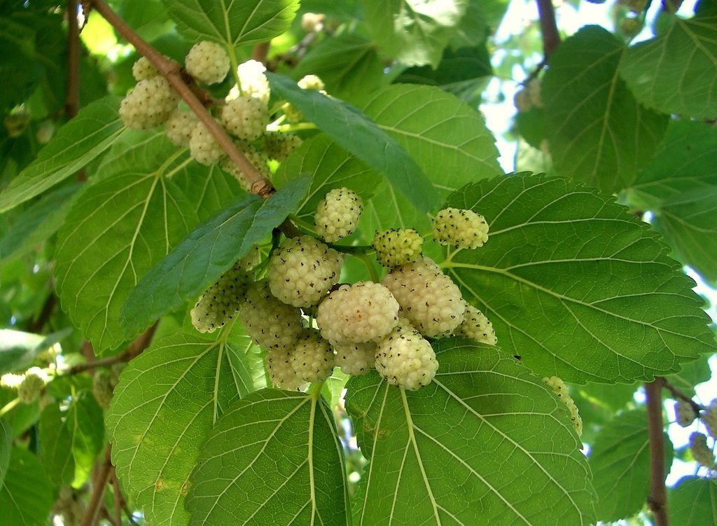 White-Mulberry-Leaf