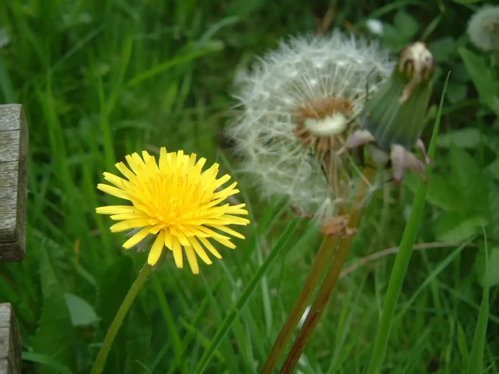 dandelion