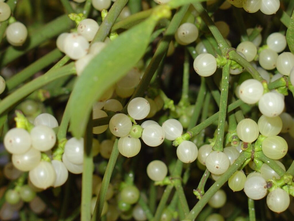 European Mistletoe