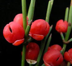 Ephedra