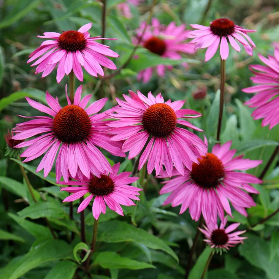 Echinacea