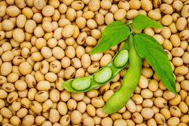 soy