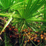 saw palmetto