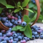 Bilberry