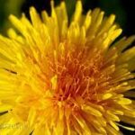 dandelion