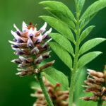 licorice root img