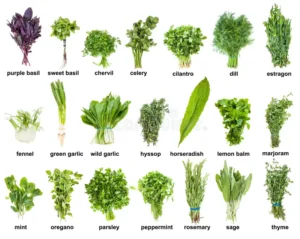 We all Know about 56 Popular Herbs Uses, Benefits & Where to Find Them in 2025